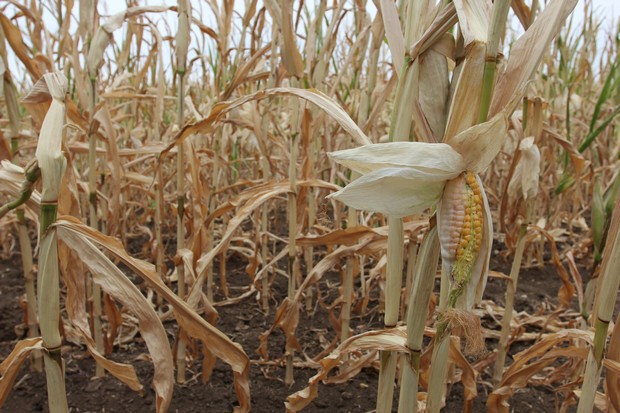 царевица реколта 2012 - суша